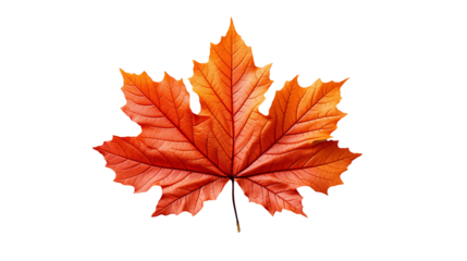 Vibrant Orange Maple Leaf Autumn Fall Theme, Red and Orange Nature Display, isolated on transparent background.