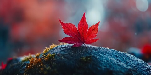 Red maple leaf resting on mossy rock in japan autumn scenery