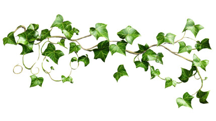 Ivy vine hanging with transparent background for easy integration