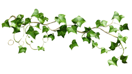 Ivy vine hanging with transparent background for easy integration