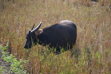 A water buffalo grazes on straw and rice stubble in a harvested paddy field, evoking the simple agricultural life of the countryside
