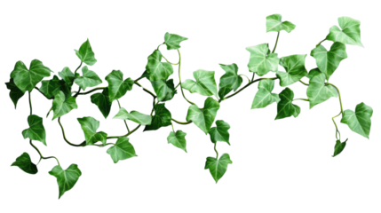 English ivy hanging vine with transparent background for easy integration