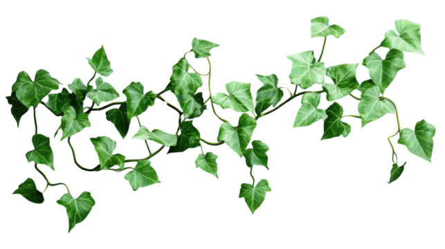 English ivy hanging vine with transparent background for easy integration