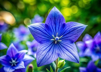 Astra Blue Balloon Flower Close-up, Blooming Chinese Bellflower,  Purple Flower,  Garden Plant