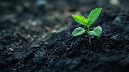 Naklejka premium Carbonneutral businesses offset their carbon footprint entirely.