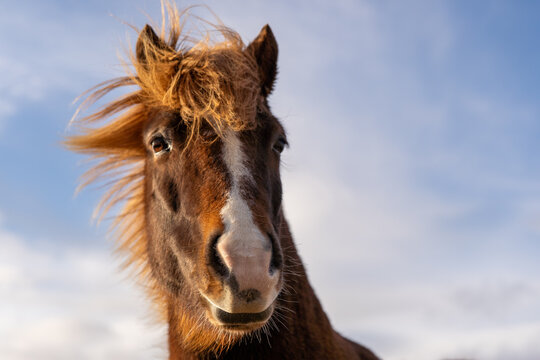 Portrait Islandpferd