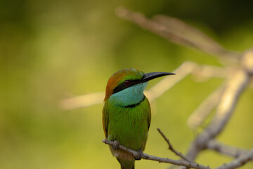 A bird with a green and blue plumage is sitting on a branch