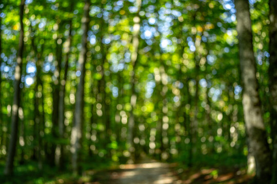 Blur natural green leaves bokeh background. Green bokeh on nature background. Green leaf at summer. Natural green leaves as spring background. Environment greenery wallpaper.