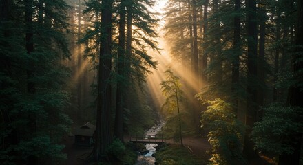 Naklejka premium Sun Rays Shining Through Tall Redwood Trees in a Lush Forest