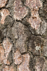 natural background. pine tree bark
