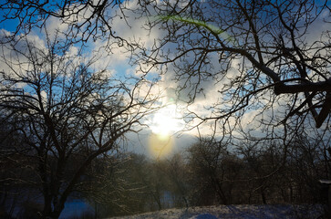 winter landscape with trees and snow