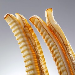 skeleton of the sea shell