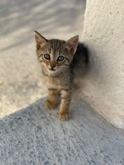 cat on the street
