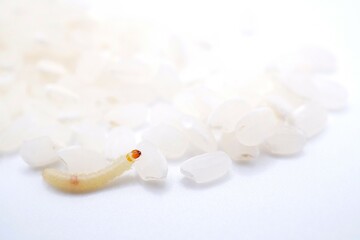 ホワイトバックに備蓄していた米を食害していたノシメマダラメイガの幼虫