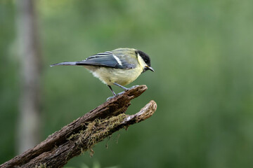 young great titmouse