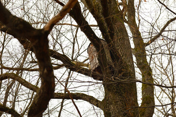 Beekeeping theme. A log is placed on a tall tree to lure bees. Beekeeping theme. An old way of...