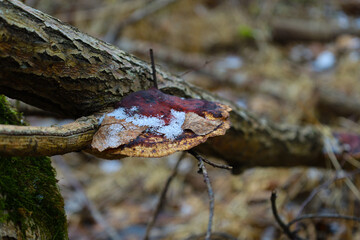 Red parasitic mushroom with snow on an old branch in the forest in spring.