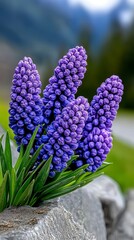 Fototapeta premium Purple flowers in a garden with a line of blooming purple flowers in the foreground