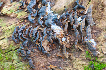 Background. On a rotten tree covered with green moss grow poisonous mushrooms that have turned black from the cold. Frozen tree mushrooms.