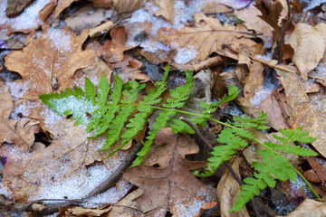 A fern leaf lies on a fallen brown leaf. Forest natural background with fern leaves.