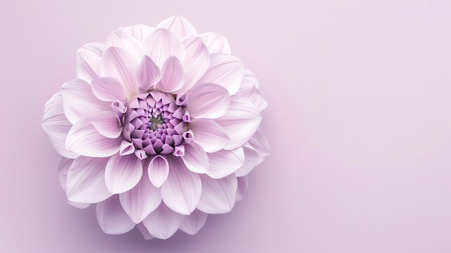 A beautiful close-up of a pink dahlia flower in full bloom against a pale pink background. - Powered by Adobe