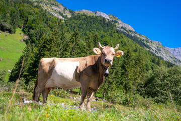 Dairy cows. Cow at meadow. Cattle in green field. Cow in grassy pasture. Cow in the countryside....