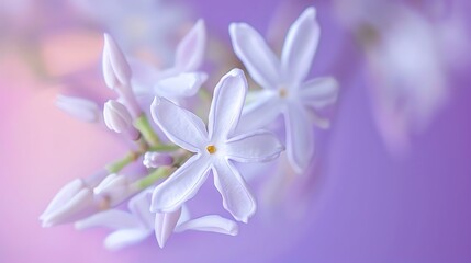 Delicate white jasmine flowers in bloom against a soft purple background.