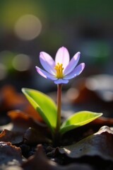 Fototapeta premium A Delicate Spring Blossom Emerging from the Earth, Basking in the Golden Hour Light