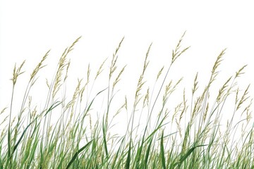 Windblown meadow grass isolated on white background for design