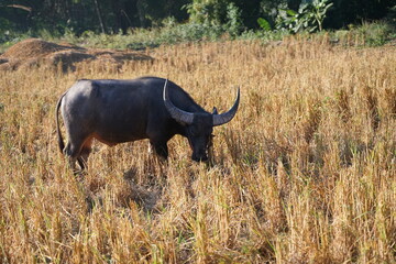 A water buffalo grazes on straw and rice stubble in a harvested paddy field, evoking the simple agricultural life of the countryside