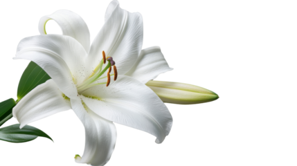 White lily flower blooming with transparent background