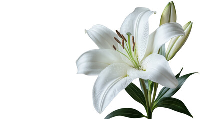Obraz premium White lily blooming with green leaves on transparent background