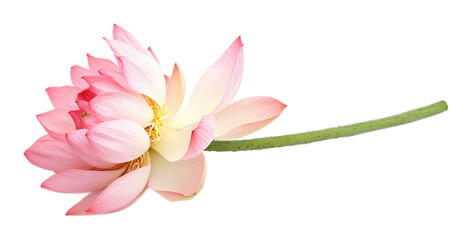 Fototapeta premium Lotus flower with stalk on a white background. isolated background.