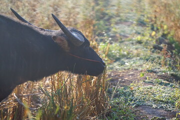 A buffalo in the field
