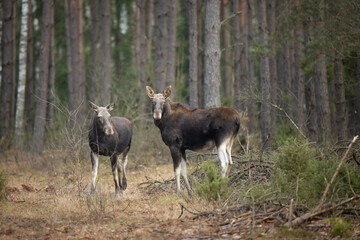 Mammals male bull Moose ( Alces alces ) North part of Poland, Europe dark foggy morning in winter young pine forest herd