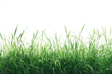 Lush green grass border on white background