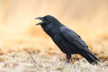 beautiful Common raven Corvus corax flying black bird North Poland Europe autumn time meadow