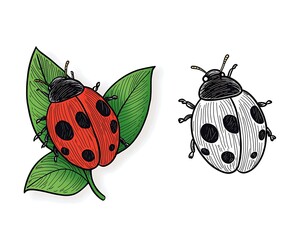 Obraz premium Illustrated Ladybug Designs on Green Leaves in Color and Sketch Style