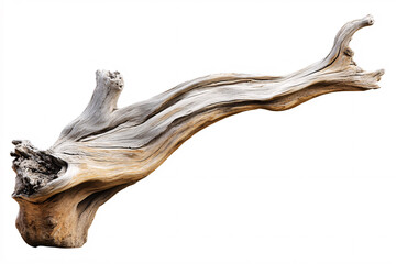 dry twisted tree branch isolated on white background