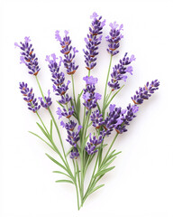 Fototapeta premium purple lavender flowers on white background close up image