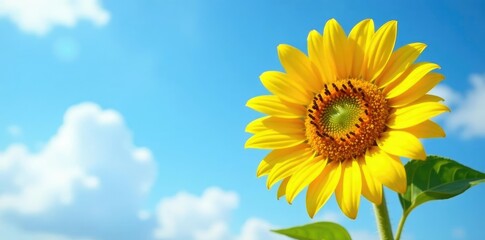 Sunflower blossom against a clear blue sky with fluffy white clouds, sky, blossom, sunny