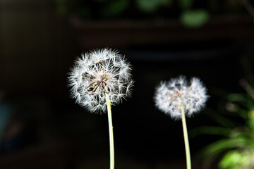 Closed Bud of a dandelion. Dandelion flowers