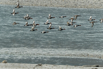 flock of ducks