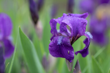 The iris flower after the rain