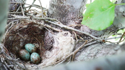 bird nest with teal and brown eggs