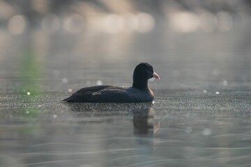 Common Coot (Fulica atra) with a red beak gliding on a serene lake with a blurred background
