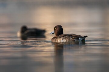 Closeup of a Tufted Pochard (Aythya fuligula) swimming on a calm lake