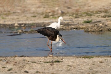 Asian Woolly-necked Stork wading in shallow water