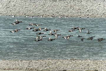 Fototapeta premium flock of ducks