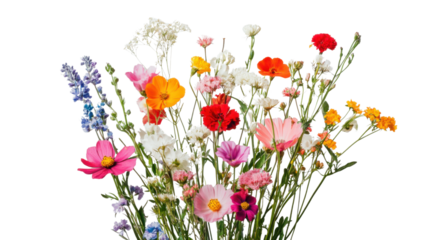 Colorful wildflowers bouquet blooming on transparent background